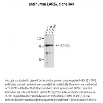 LAP2 alpha antibody [3A3]