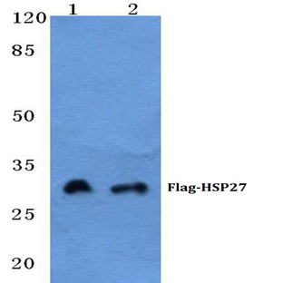 Flag-tag (1A8) mAb