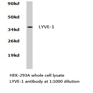 LYVE-1 pAb