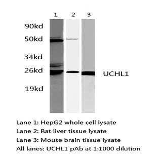 UCHL1 pAb