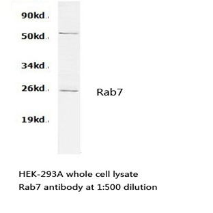 Rab7 pAb