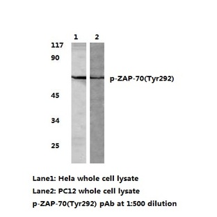 p-ZAP70 (Tyr292) pAb