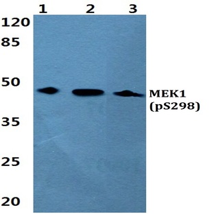 p-MEK1 (S298) pAb