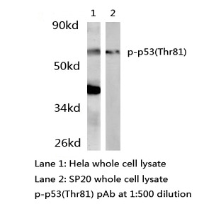 p-p53(Thr81) pAb