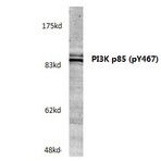  p-PI3K p85 (Y467)/p55 (Y199) pAb
