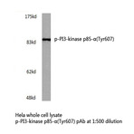 p-PI3K p85-(alpha)(Tyr607) pAb