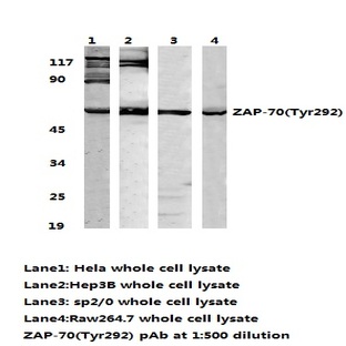 ZAP70 (Tyr292) pAb