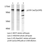 p130 Cas (Tyr249) pAb