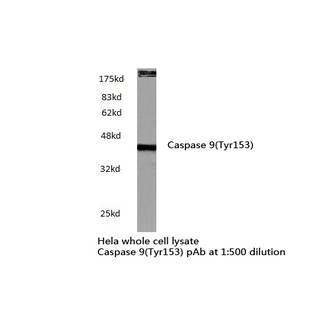 Caspase 9(Tyr153) pAb 