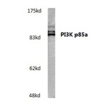 PI3K p85 (Y467)/p55 (Y199) pAb