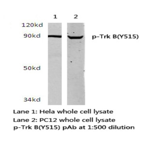 p-Trk B (Y515) pAb