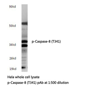 p-Caspase-8 (T341) pAb