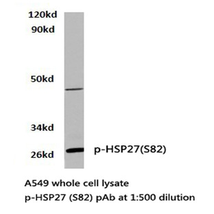 p-HSP27(S82) pAb