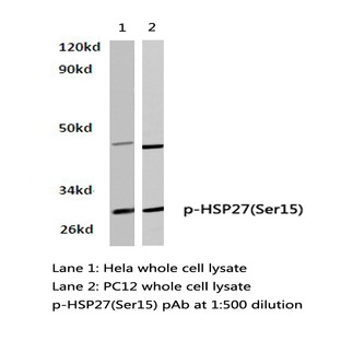 p-HSP27 (S15) pAb