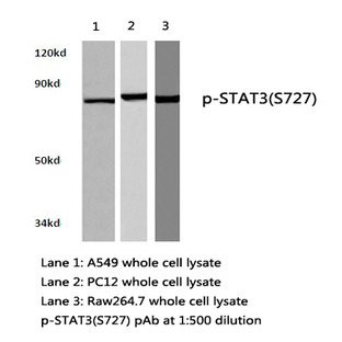 p-Stat3 (S727) pAb