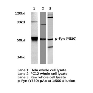 p-Fyn (Y530) pAb