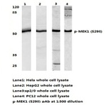p-MEK1 (S298) pAb