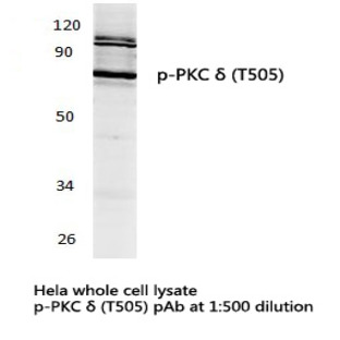 p-PKC (delta) (T505) pAb