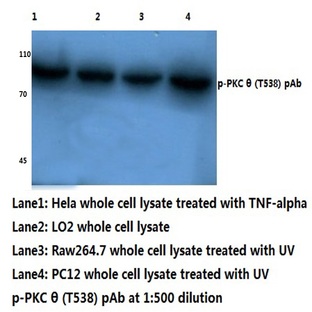 p-PKC 0 (T538) pAb