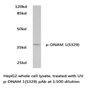 p-DNAM 1(S329) pAb