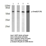 p-Smad2/3 (T8) pAb