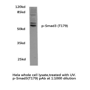 p-Smad3 (T179) pAb