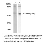 p-Smad3(S204) pAb
