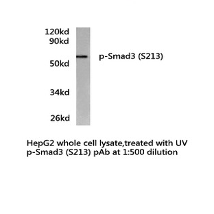 p-Smad3 (S213) pAb