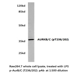 p-AURKB/C (T236/202) pAb