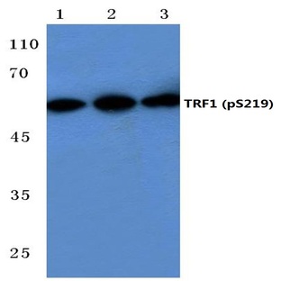 p-TRF1 (S219) pAb