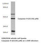 Caspase 9 (E119) pAb