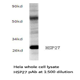 HSP27 pAb