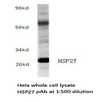 HSP27 pAb