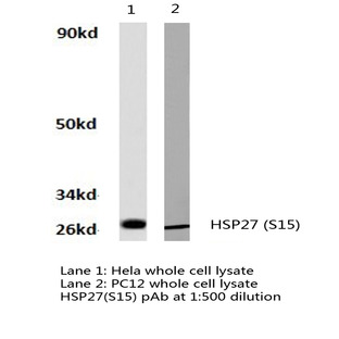 HSP27(S15) pAb