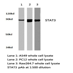 Stat3 pAb