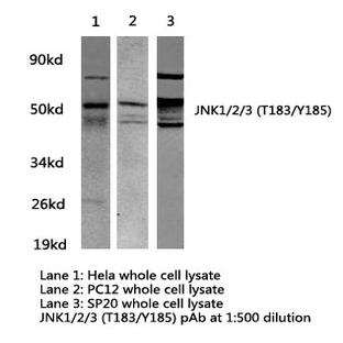 JNK1/2/3 (T183/Y185) pAb