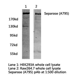 Separase (A795) pAb