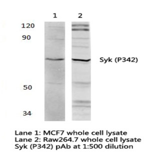 Syk (P342) pAb