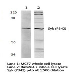 Syk (P342) pAb