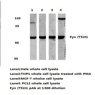 Fyn (T524) pAb