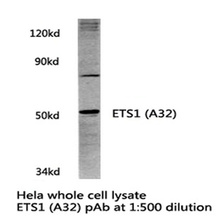 ETS1 (A32) pAb