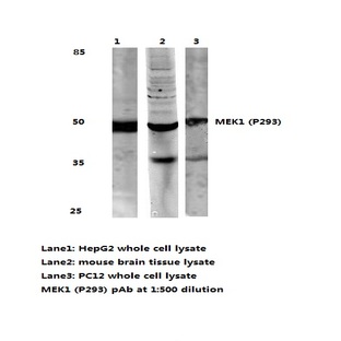 MEK1 (P293) pAb