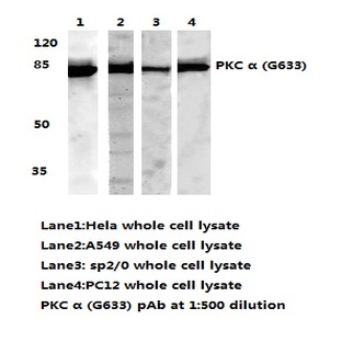 PKC (alpha) (G633) pAb