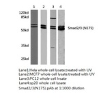 Smad2/3 (N175) pAb