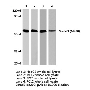 Smad3 (M200) pAb