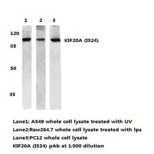 KIF20A (I524) pAb