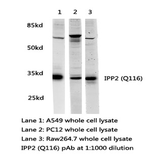 IPP2(Q116) pAb