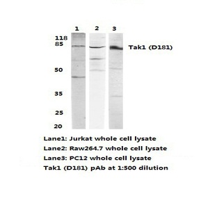 Tak1 (D181) pAb 