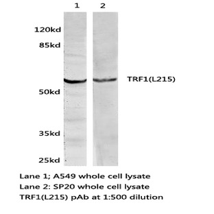 TRF1 (L215) pAb