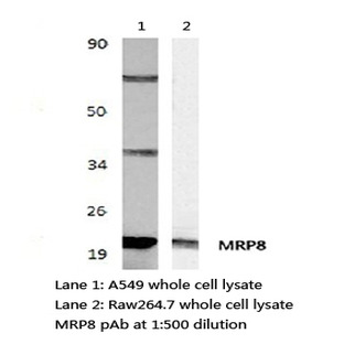 MRP8 pAb